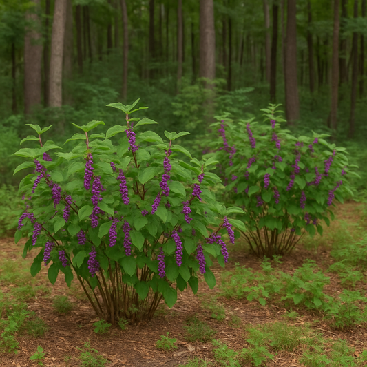 American Beautyberry Bush - Flowering Shrub - Buy Online at Barely Rooted