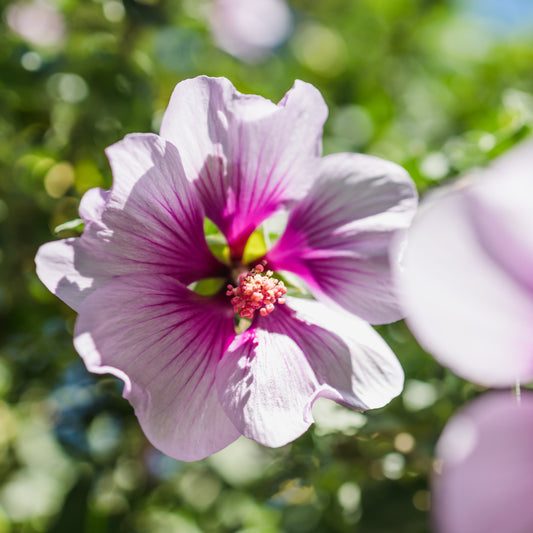 Aphrodite Althea Shrub - Flowering Shrub - Buy Online at Barely Rooted