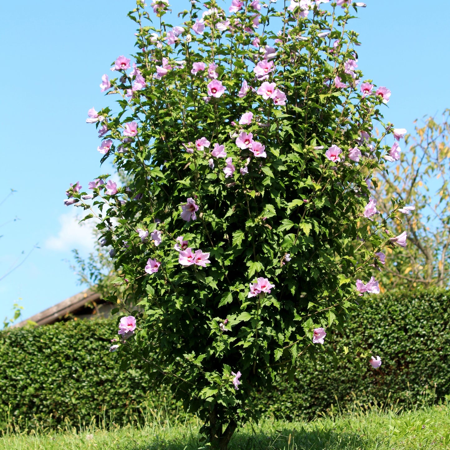 Aphrodite Althea Shrub