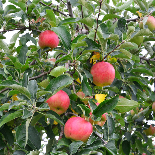 Rome Beauty Apple Tree