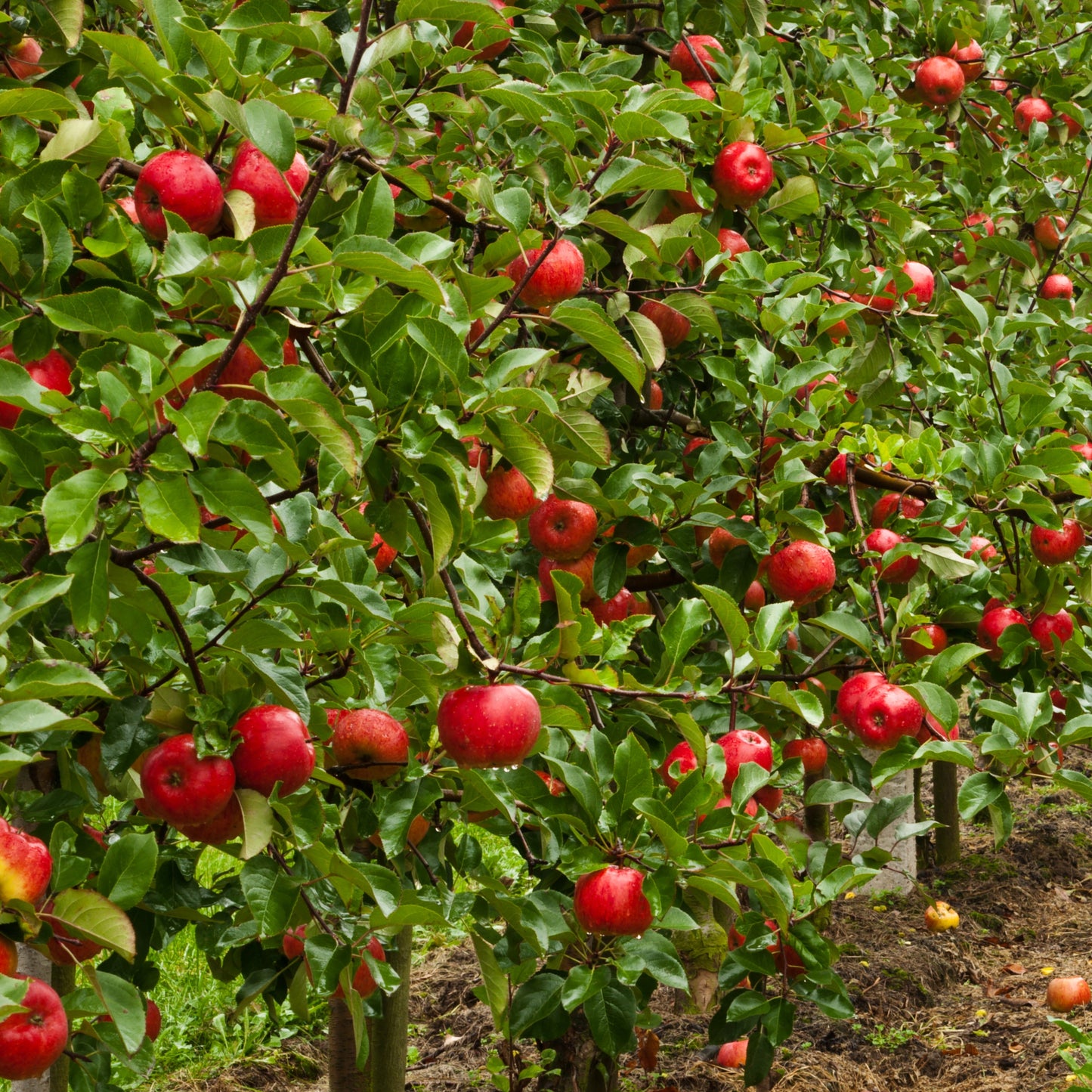 Stayman Winesap Apple