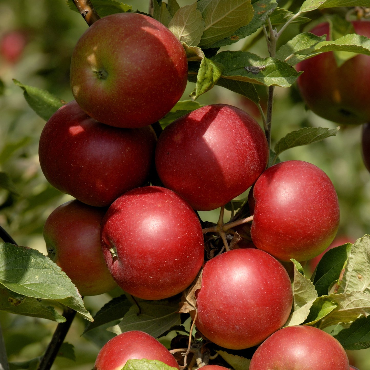 Stayman Winesap Apple