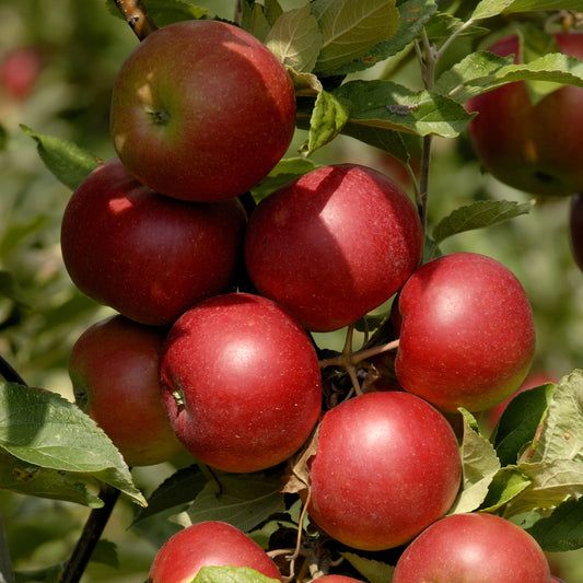 Stayman Winesap Apple