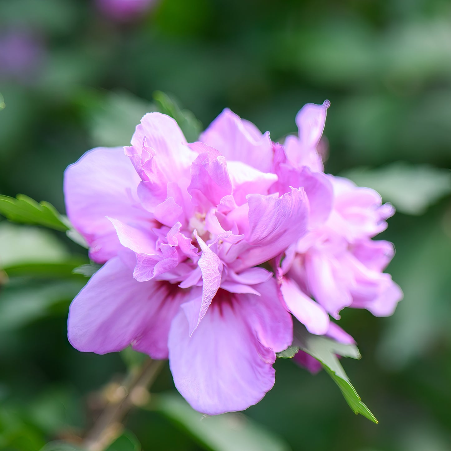 Ardens Althea Shrub