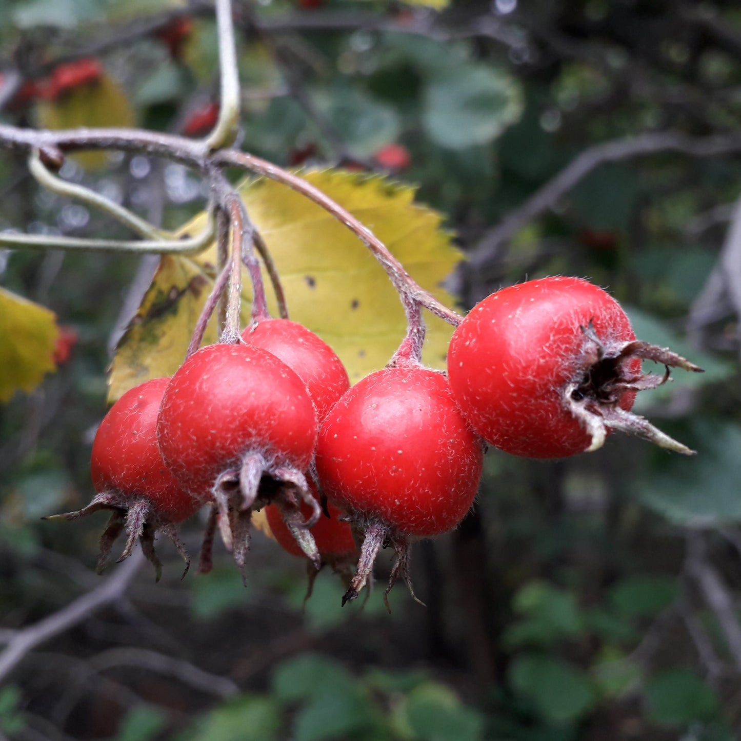 Arnold Hawthorn Tree