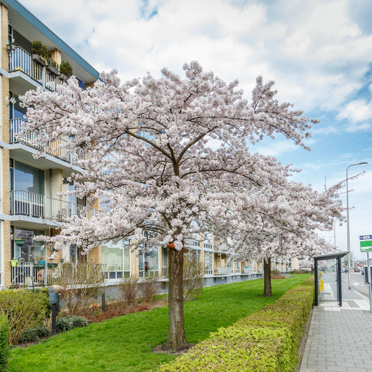 Autumn Cherry Tree - Flowering Tree - Buy Online at Barely Rooted