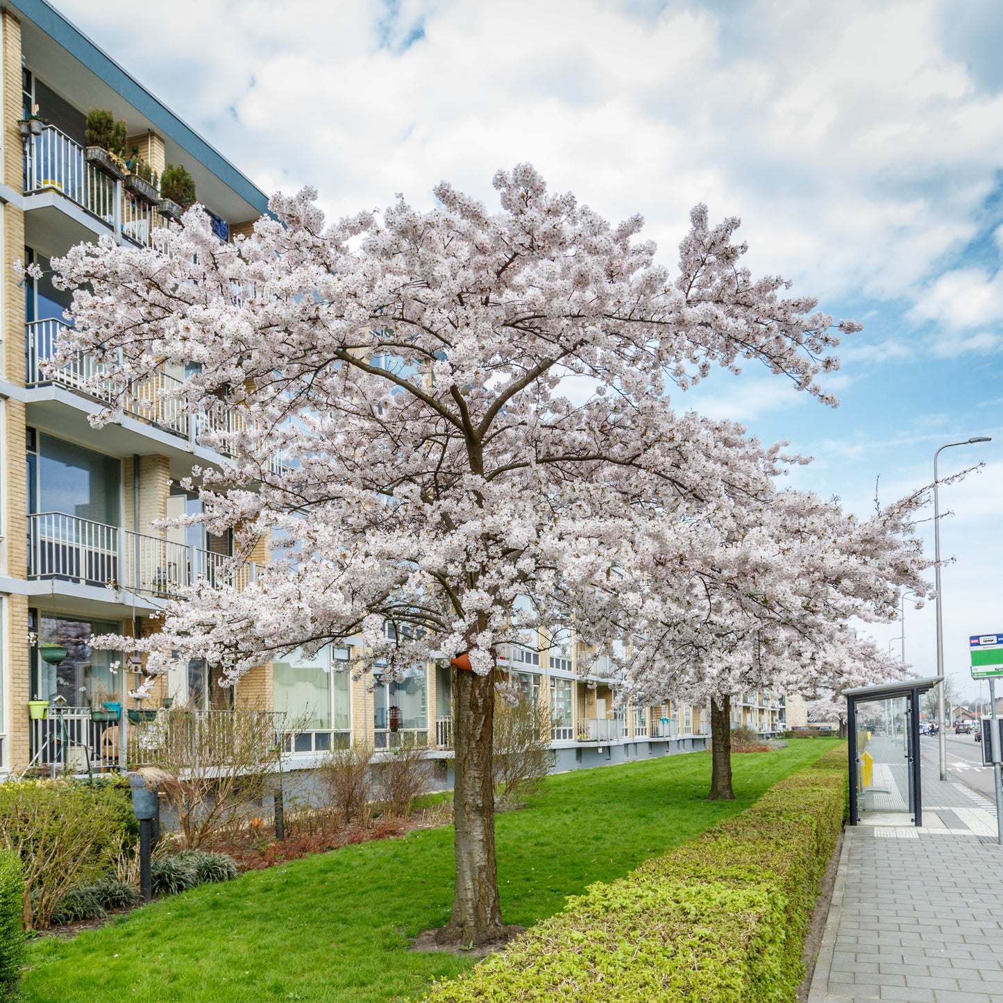 Autumn Cherry Tree