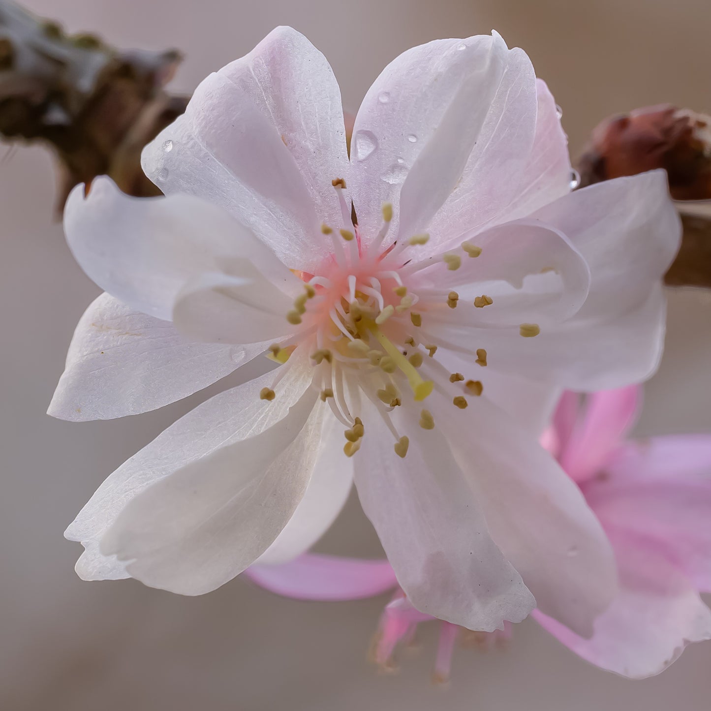 Autumn Cherry Tree