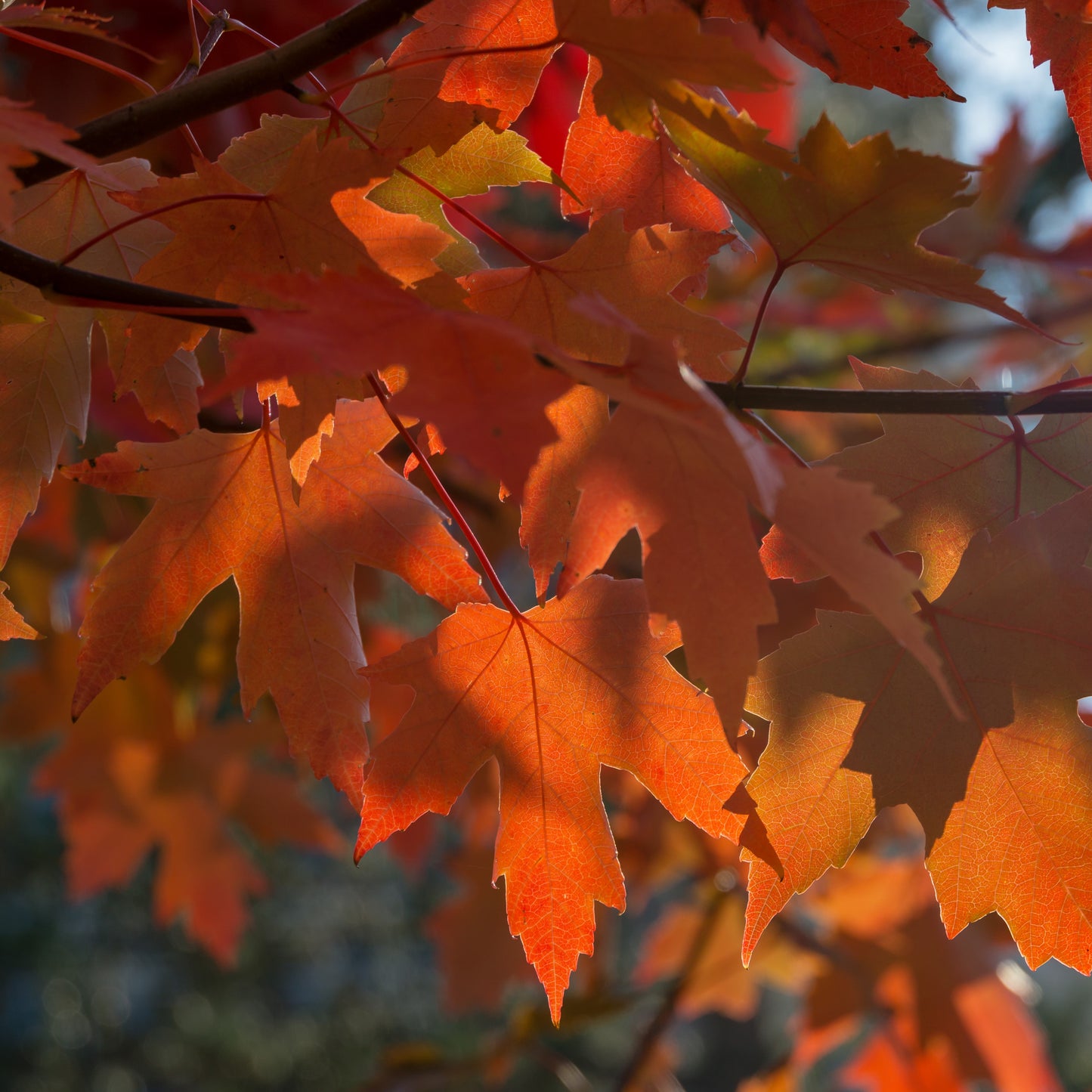 Autumn Blaze Maple Tree