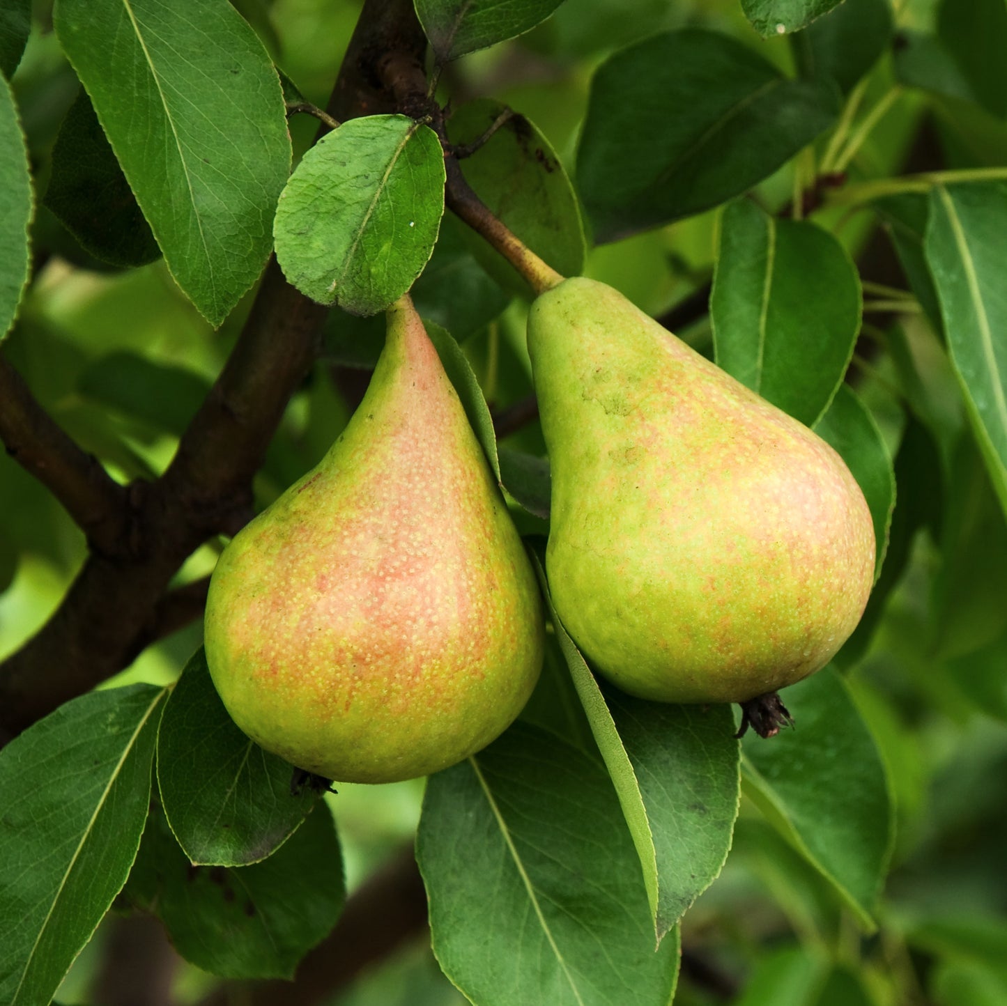 Ayers Pear Tree