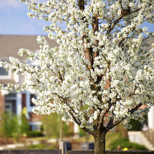 American Wild Plum Tree