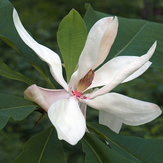 Bigleaf Magnolia Tree