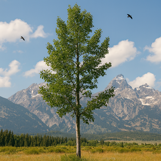 Big Tooth Aspen Tree