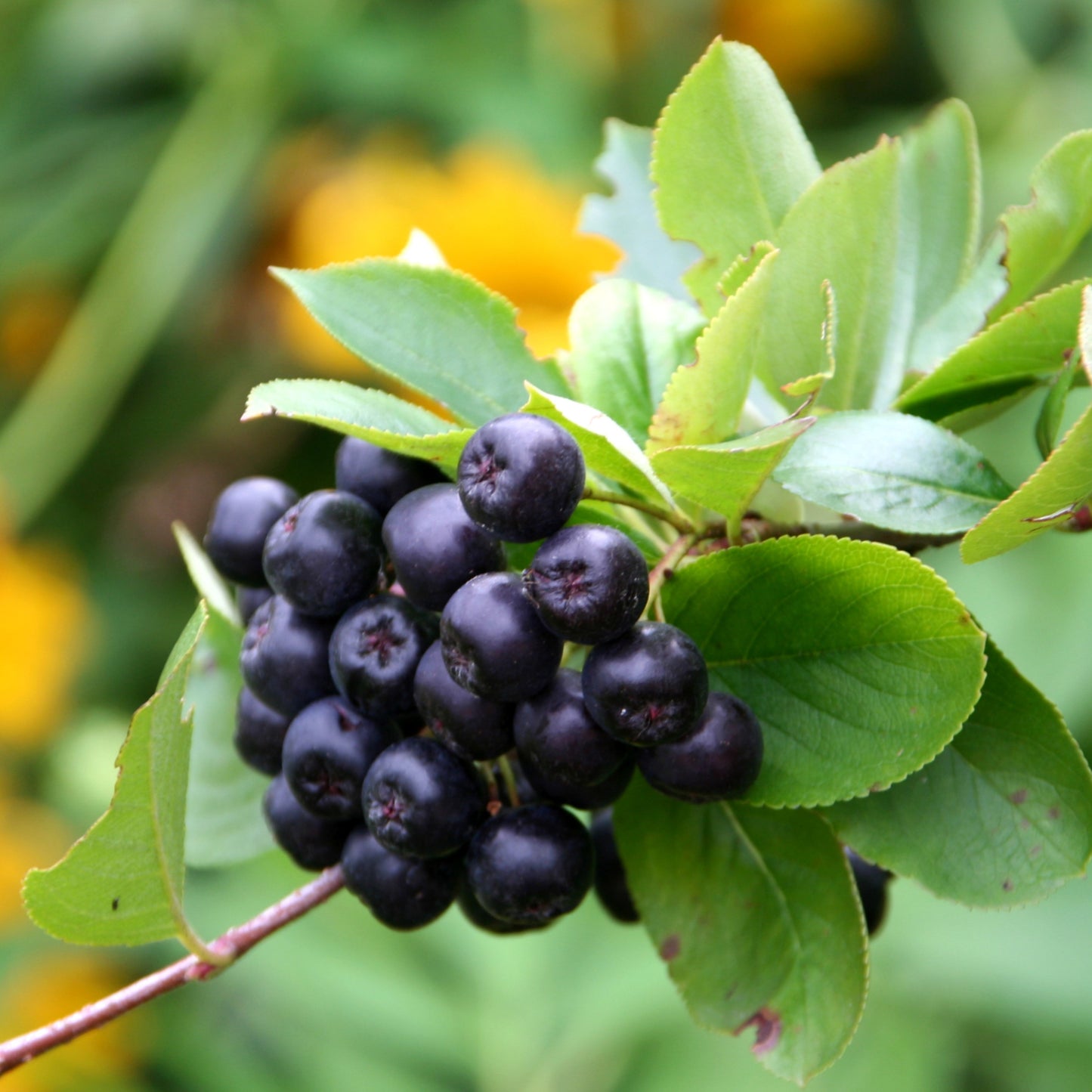 Black Chokeberry Shrub