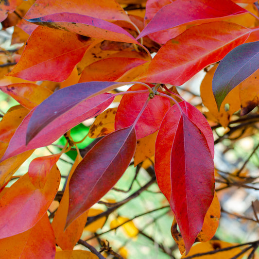 Black Gum Tree