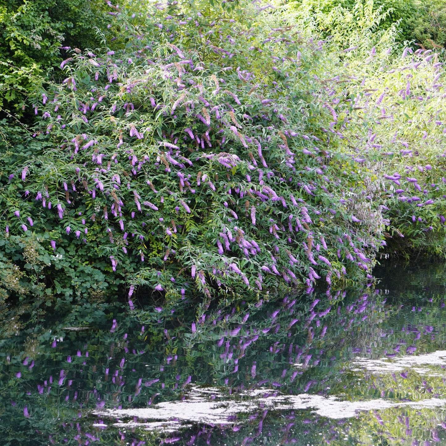 Black Knight Butterfly Bush