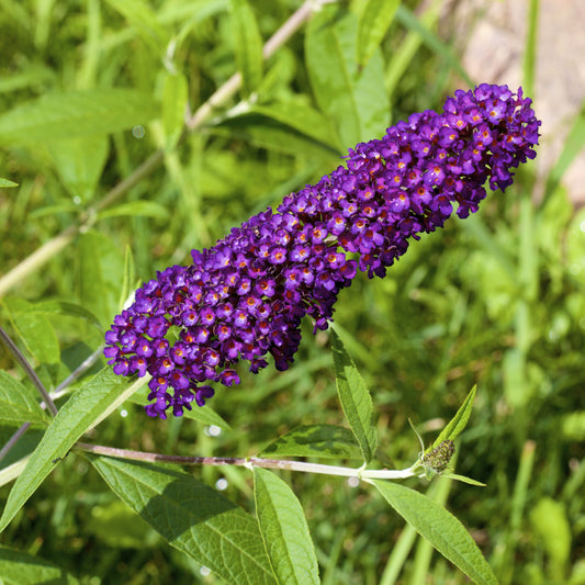 Black Knight Butterfly Bush