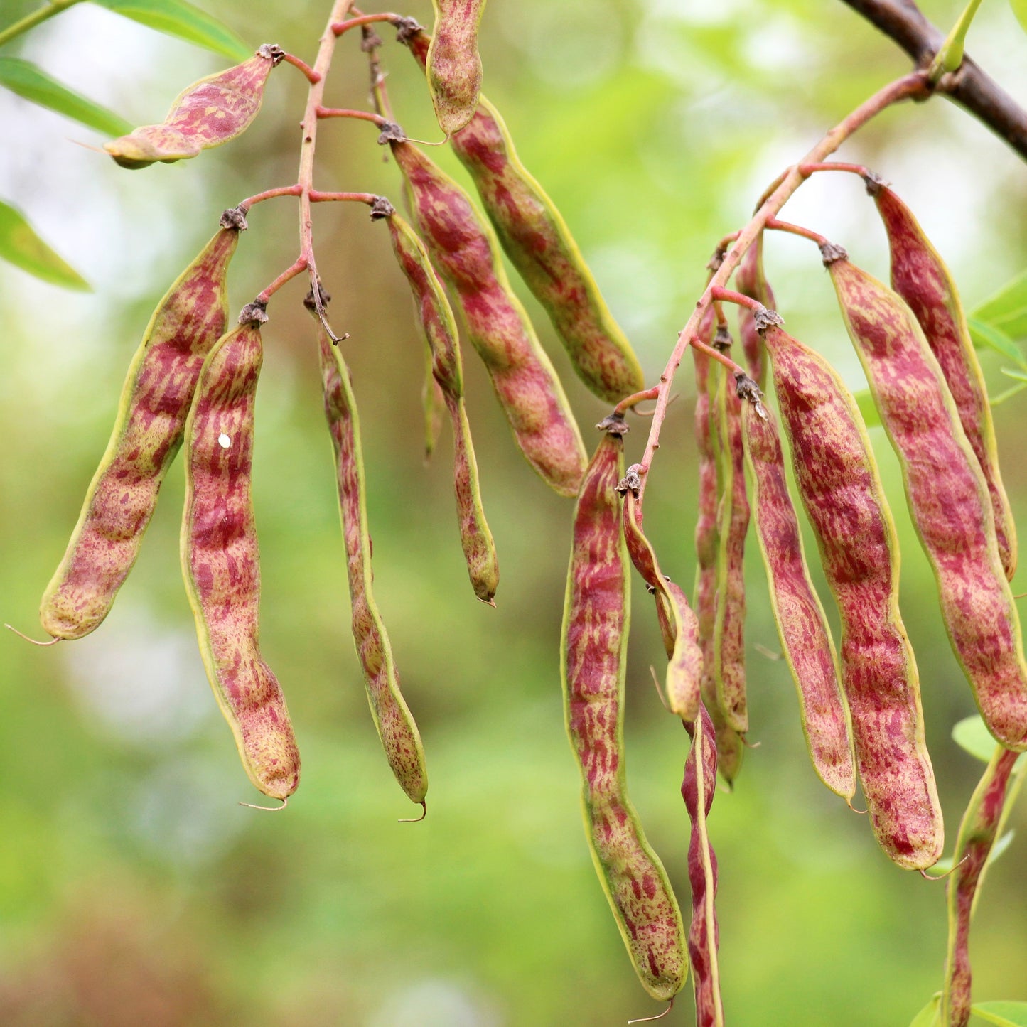 Black Locust Tree