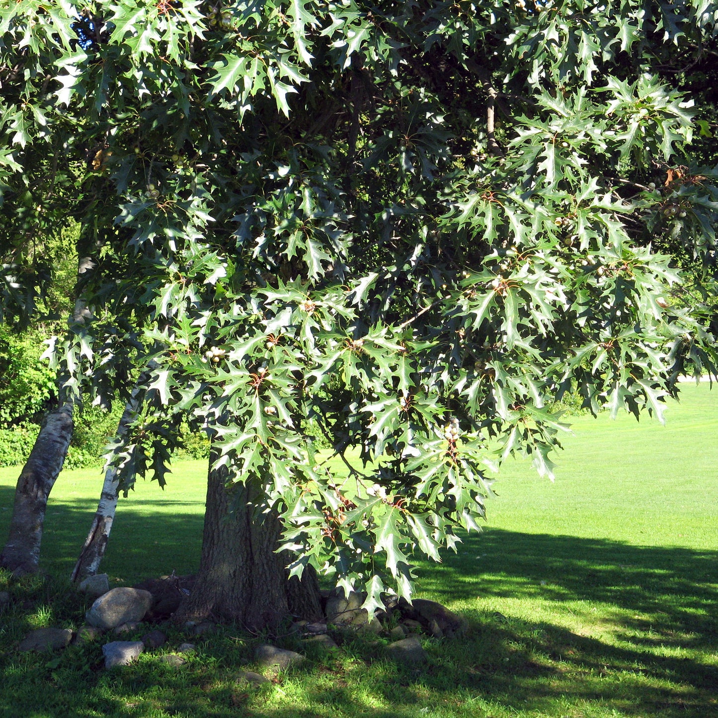 Black Oak Tree