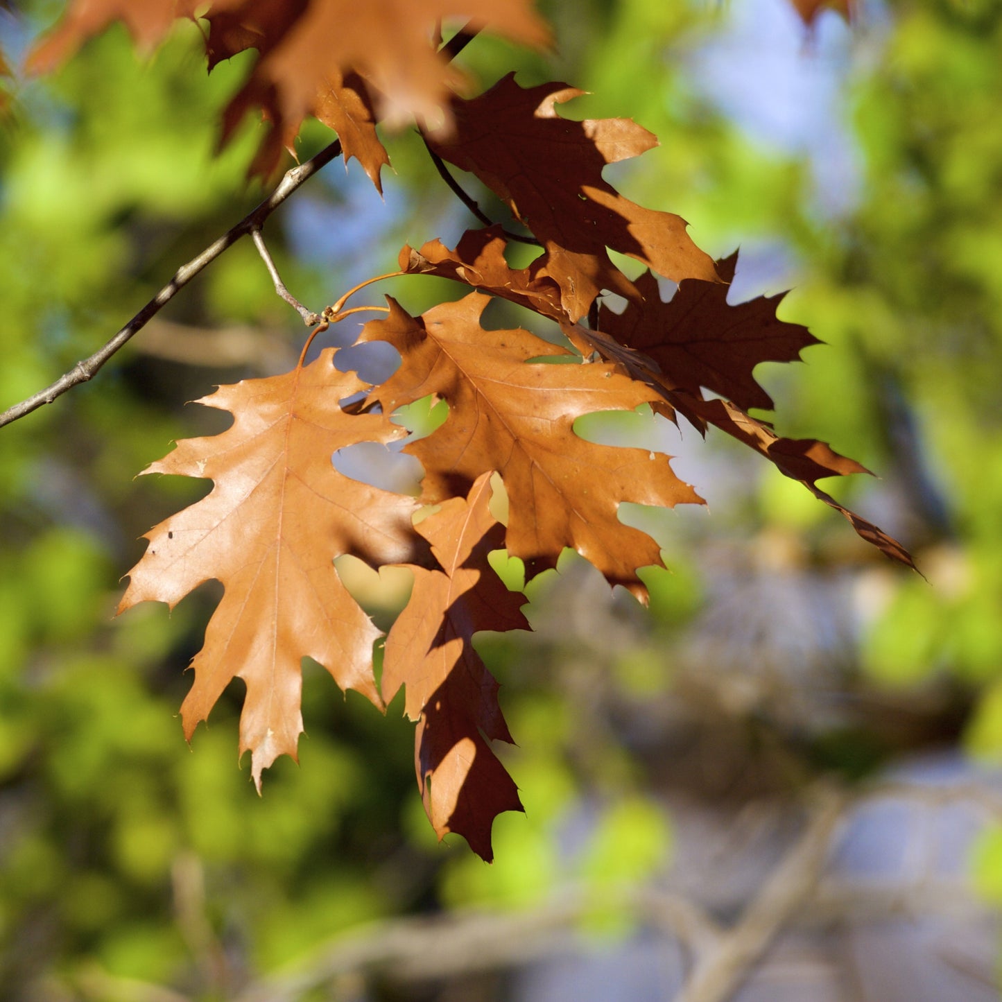 Black Oak Tree