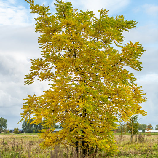 Black Walnut Tree - Nut Tree - Buy Online at Barely Rooted