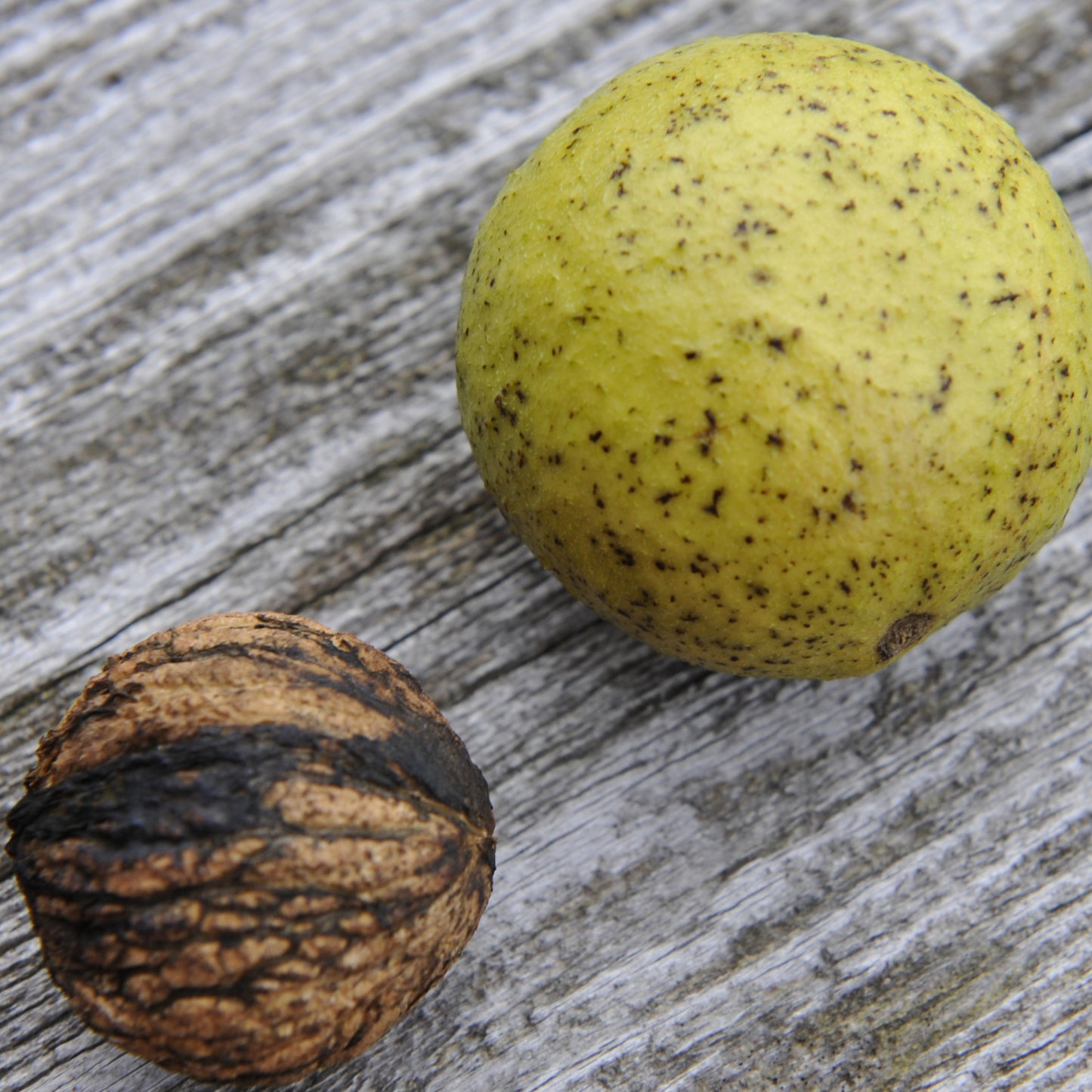 Black Walnut Tree