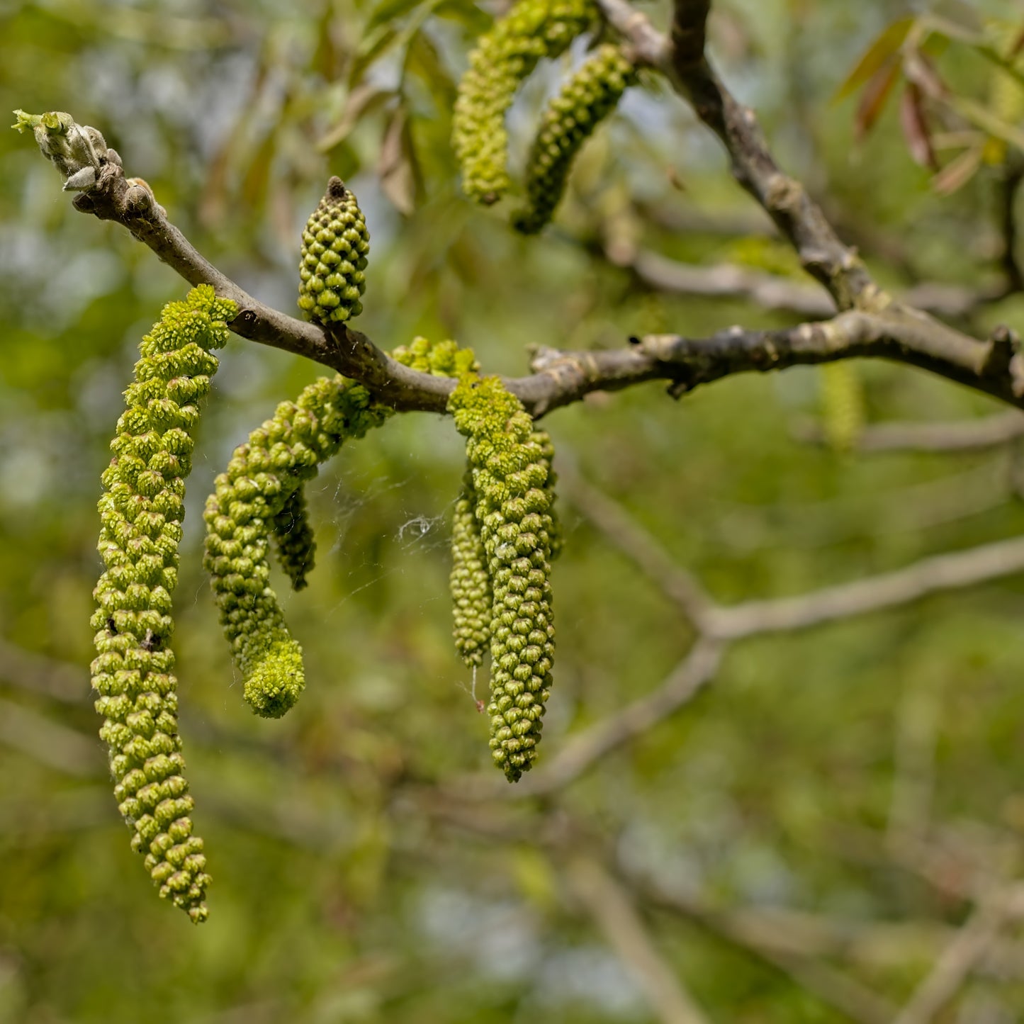 Black Walnut Tree