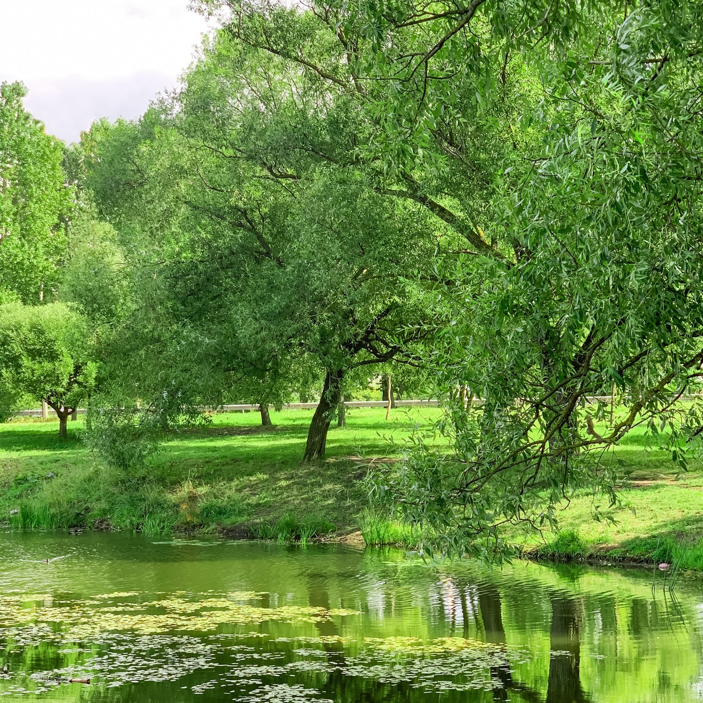 Black Willow Tree