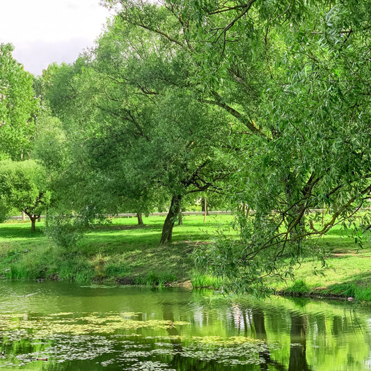 Black Willow Tree