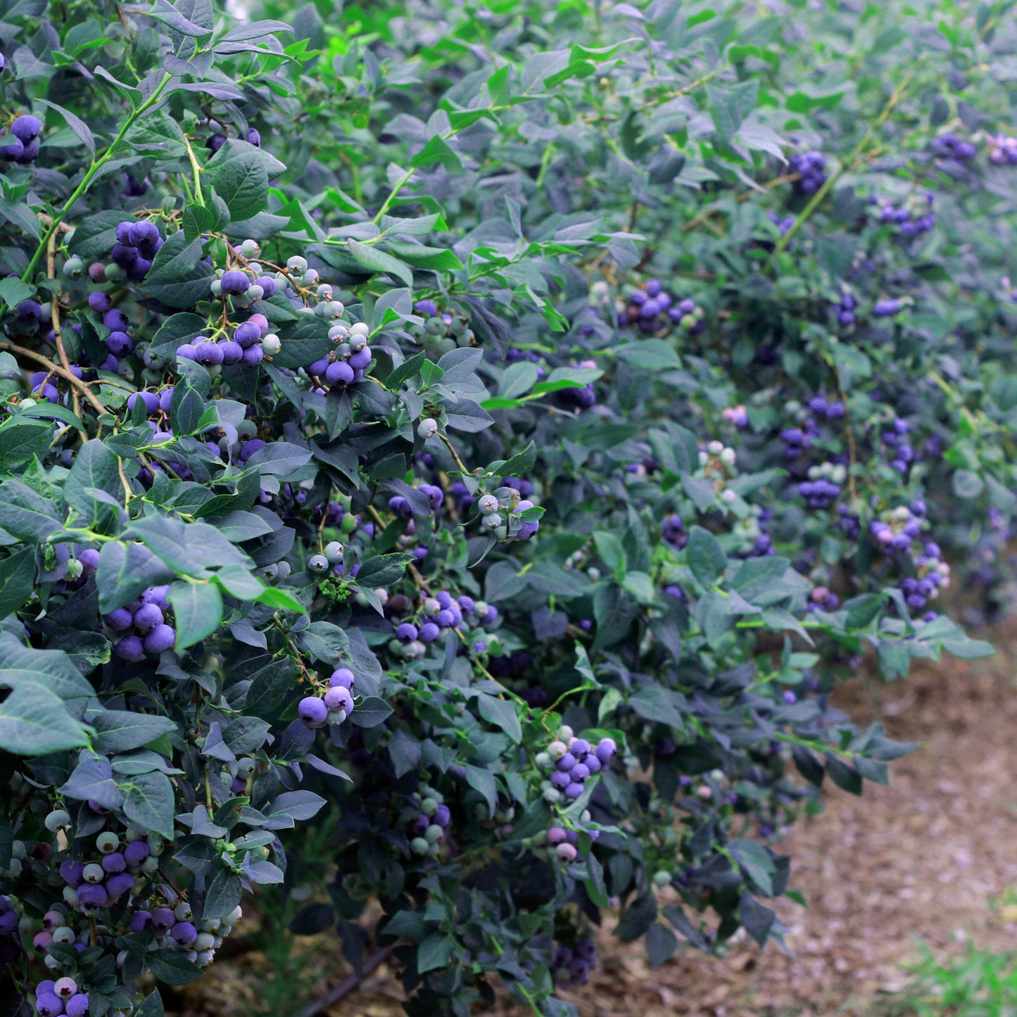 Highbush Blueberry Bush