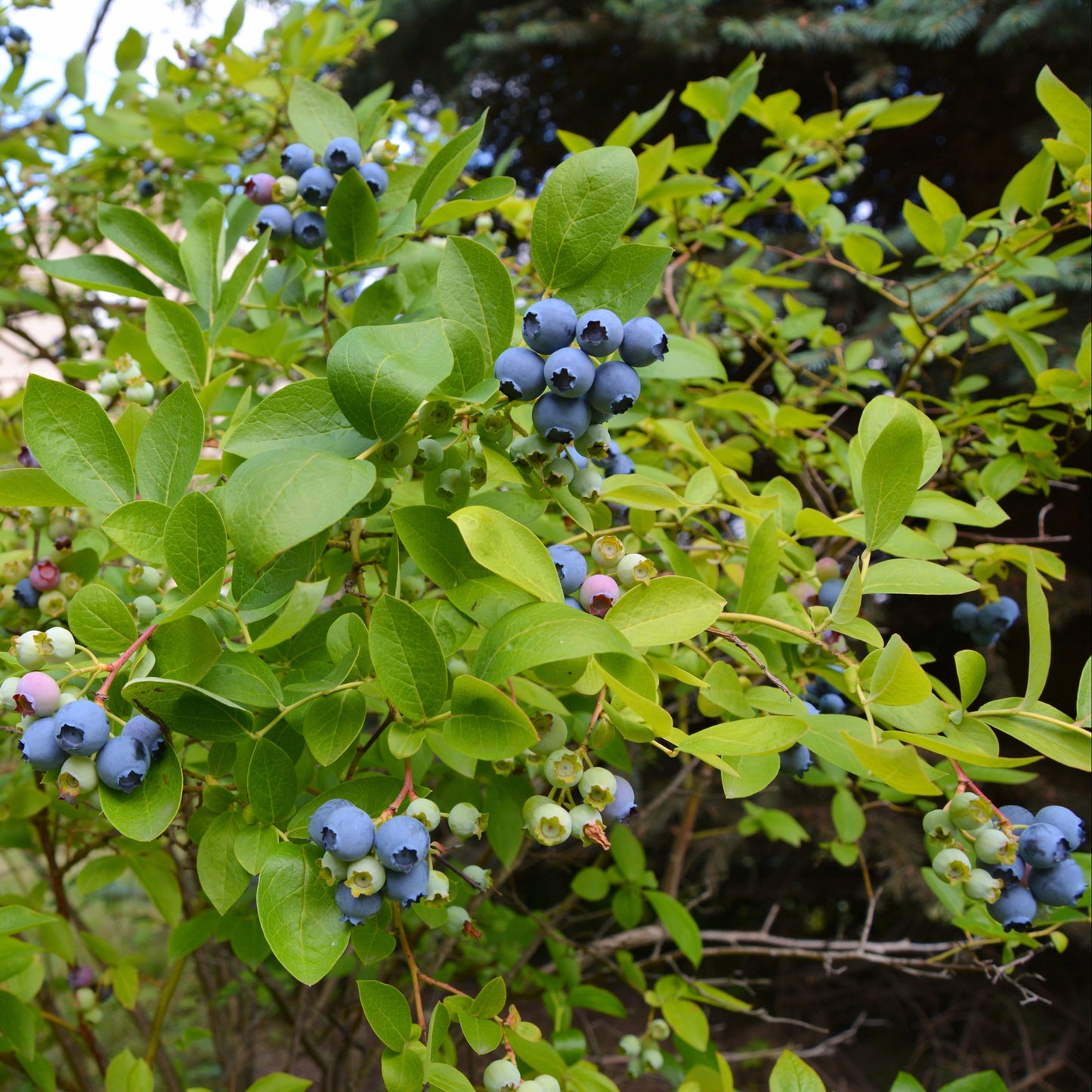 Highbush Blueberry Bush