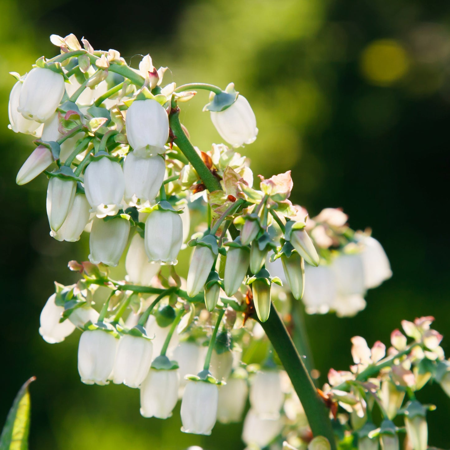 Highbush Blueberry Bush