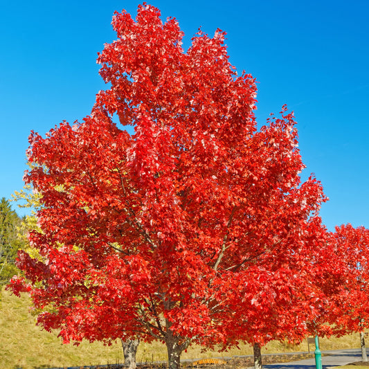 Brandywine Maple Tree - Shade Tree - Buy Online at Barely Rooted