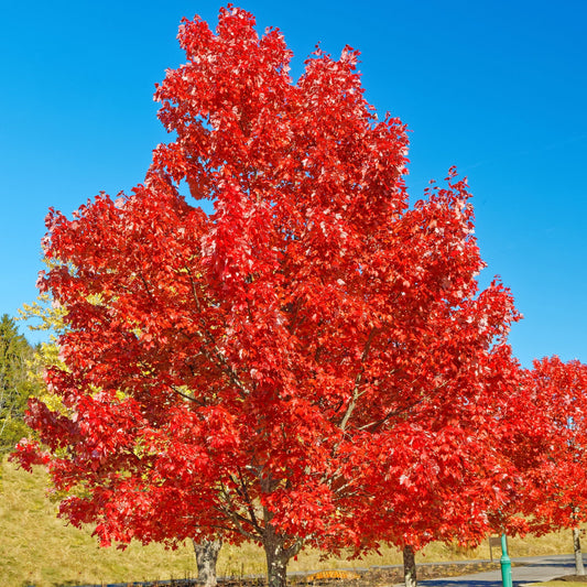 Brandywine Maple Tree