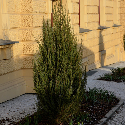Brodie Eastern Red Ced - Evergreen - Buy Online at Barely Rooted