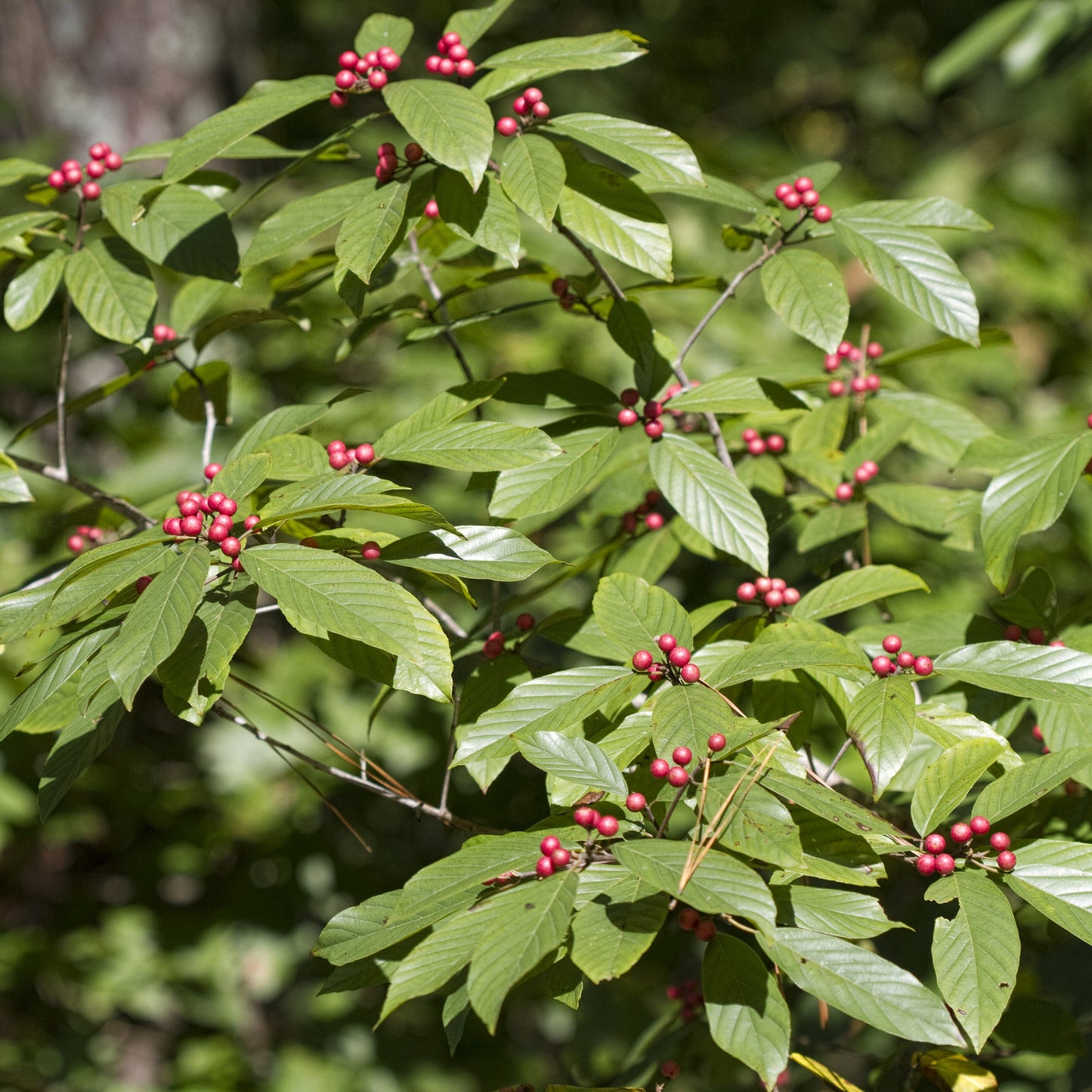 Carolina Buckthorn
