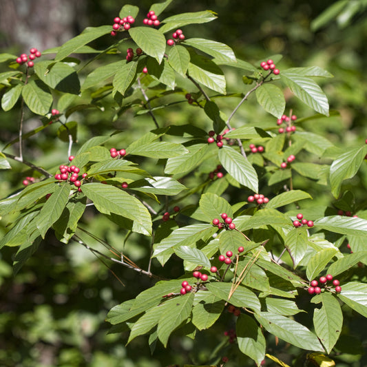 Carolina Buckthorn