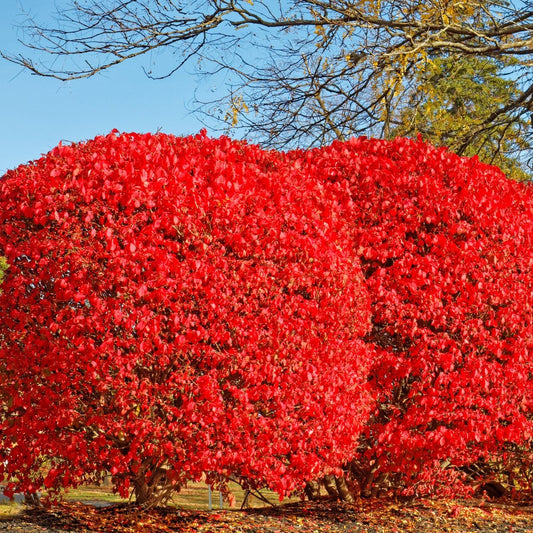 Burning Bush