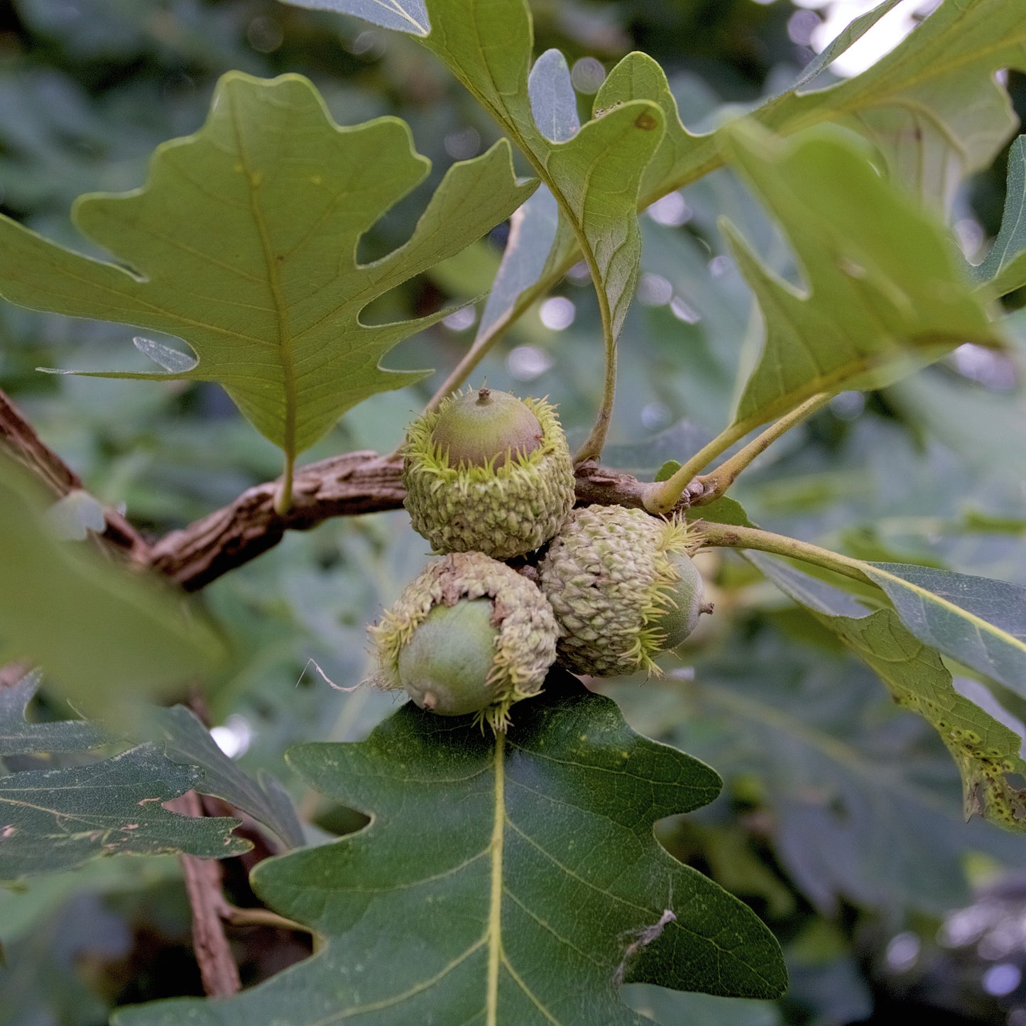 Bur Oak Tree