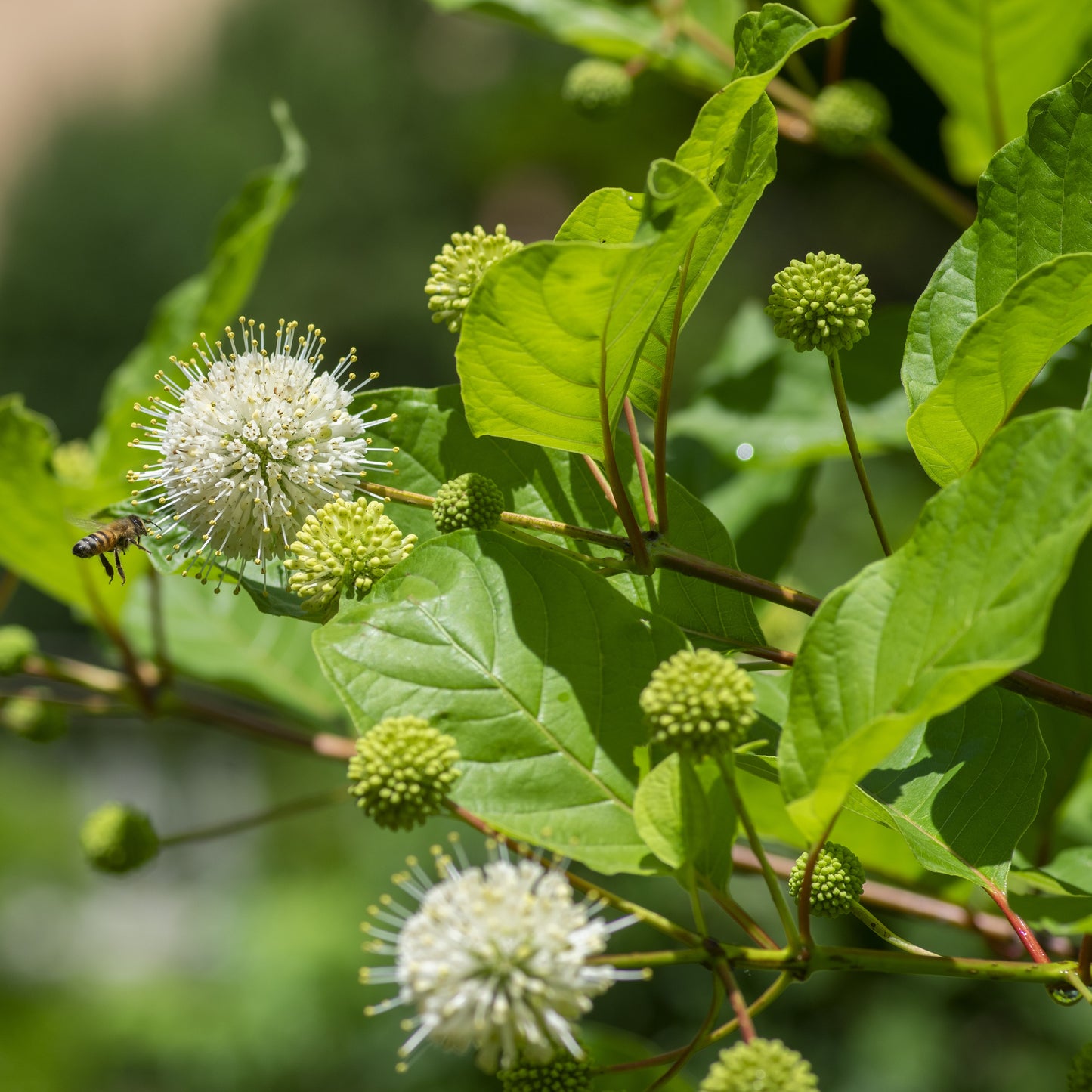 Buttonbush