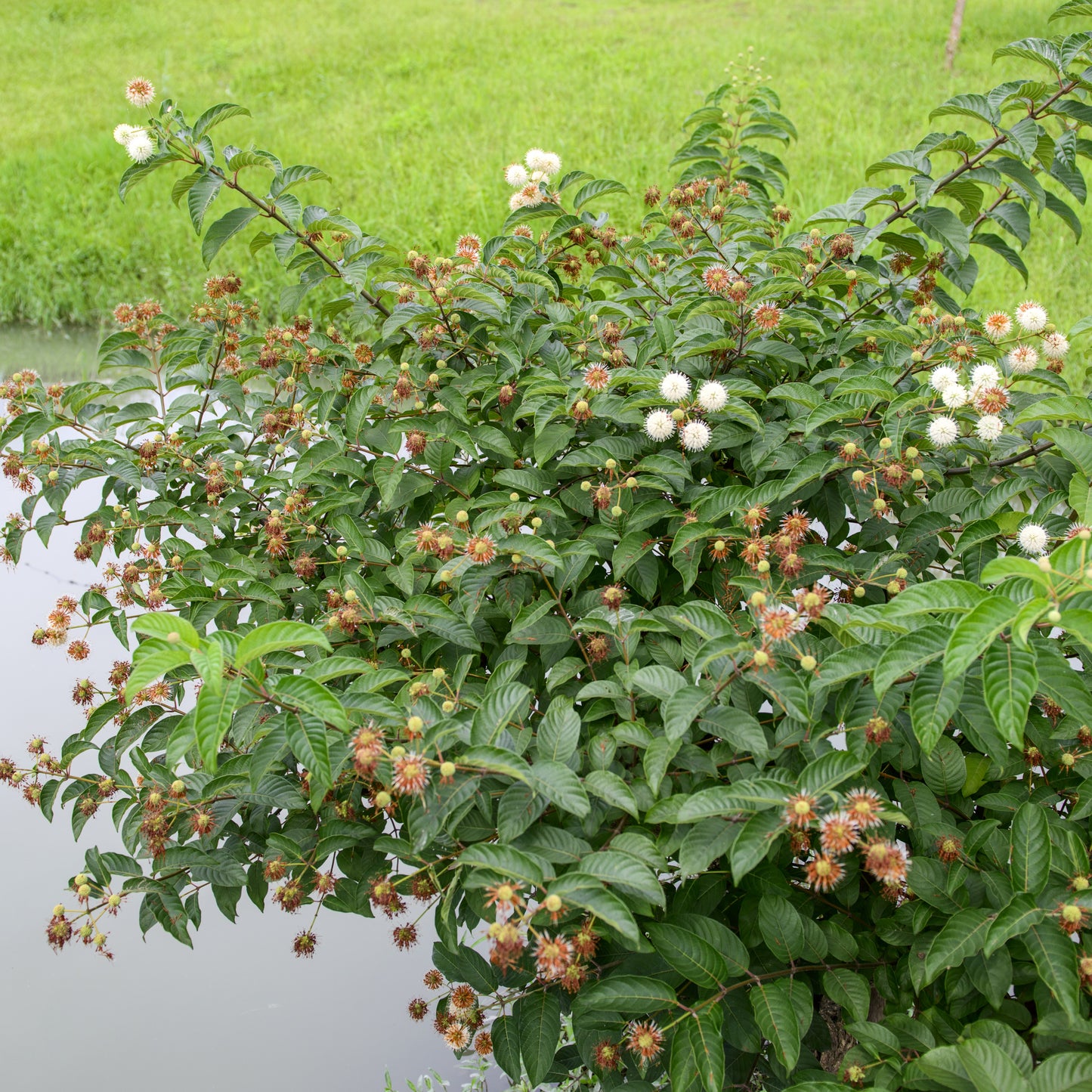 Buttonbush