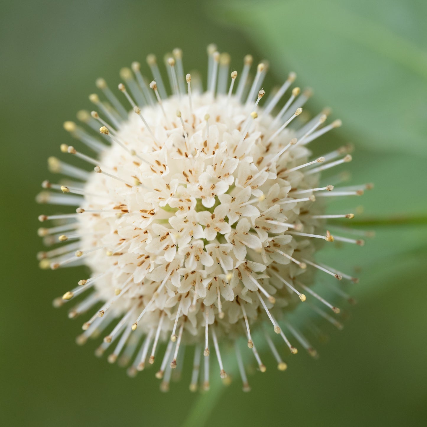 Buttonbush