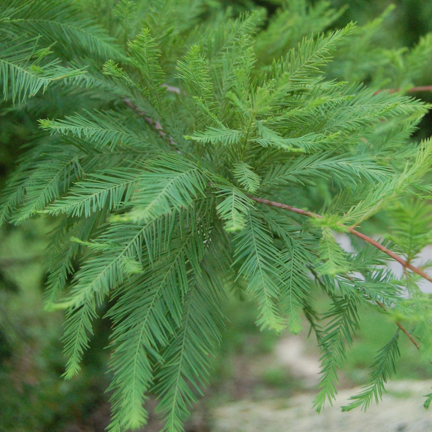 Bald Cypress Tree