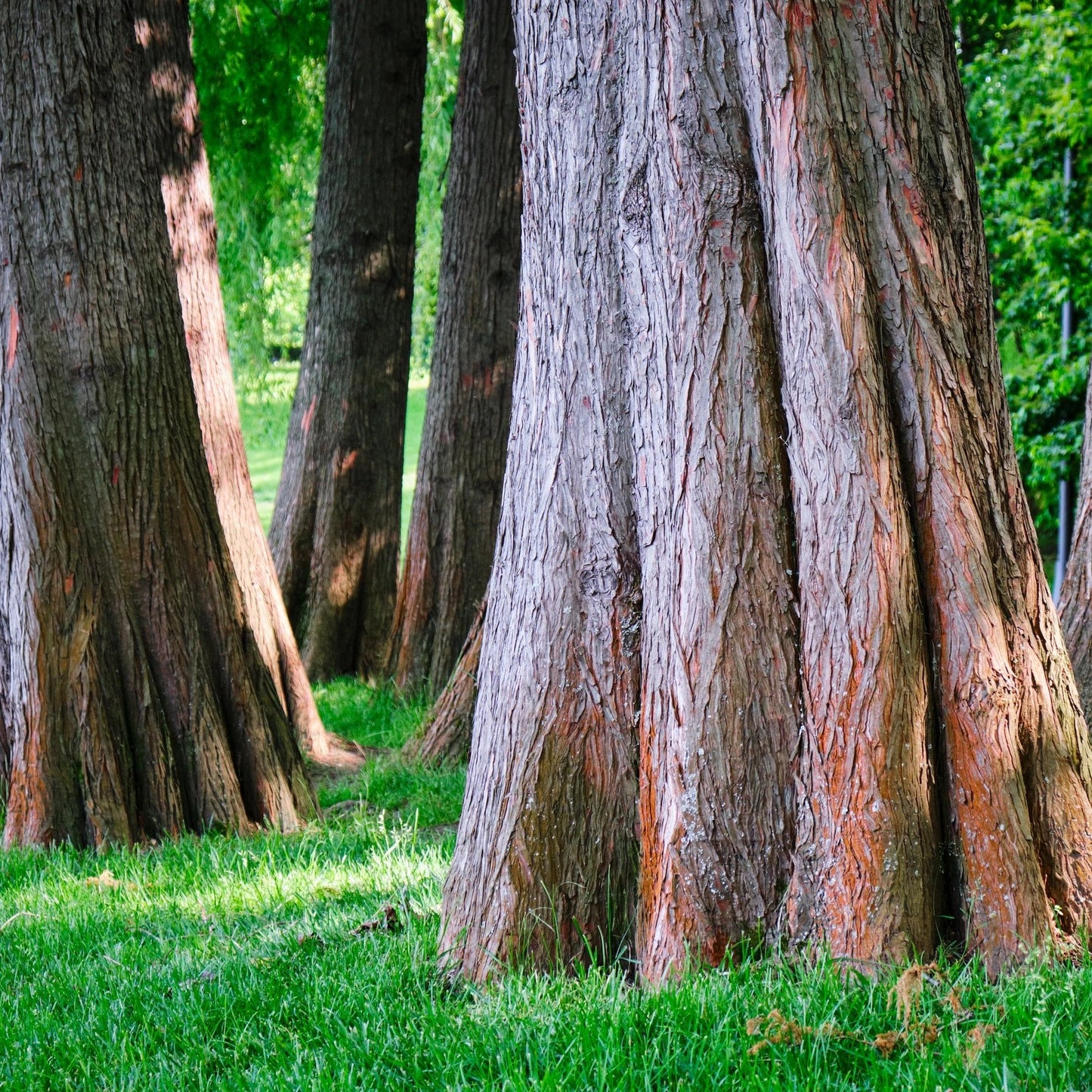 Bald Cypress Tree