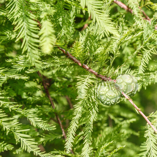 Bald Cypress Tree - Shade Tree - Buy Online at Barely Rooted