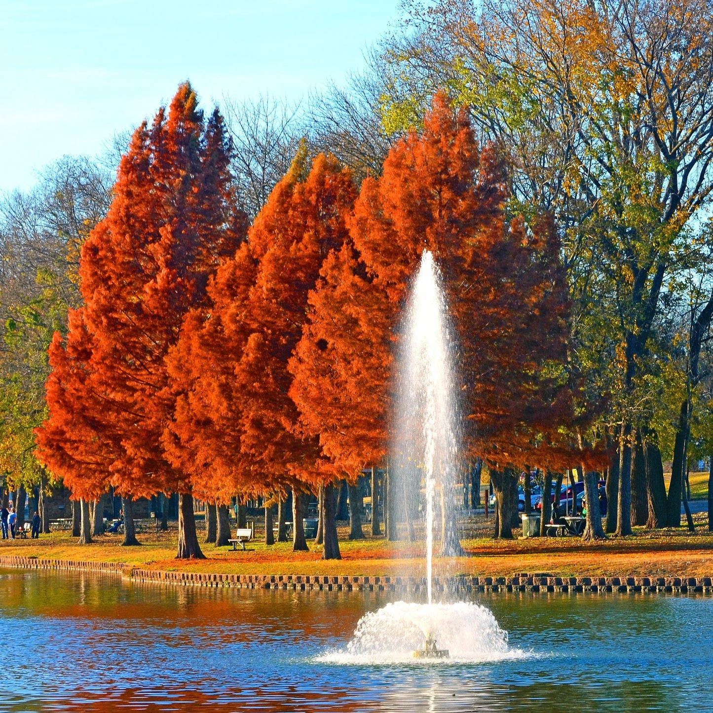 Bald Cypress Tree