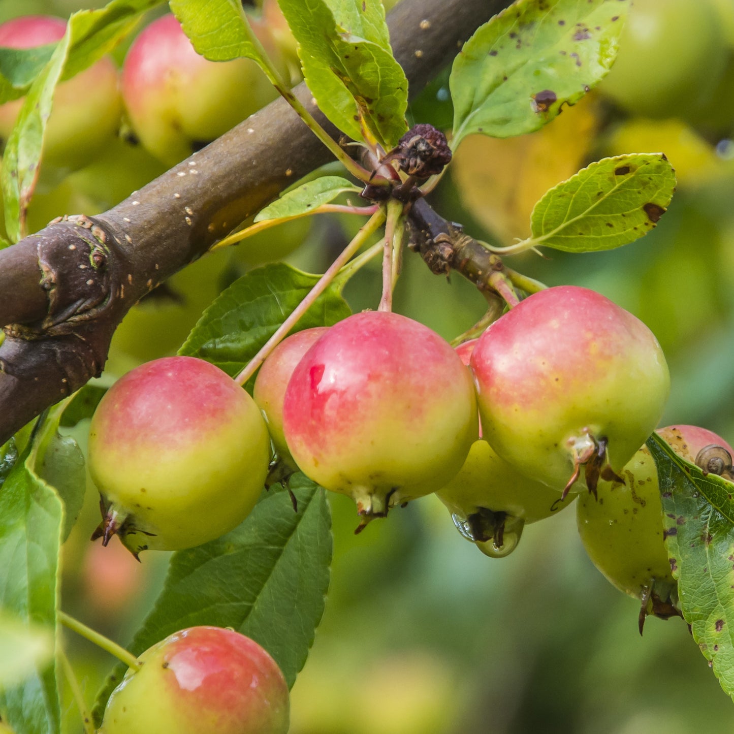 Callaway Crabapple Tree