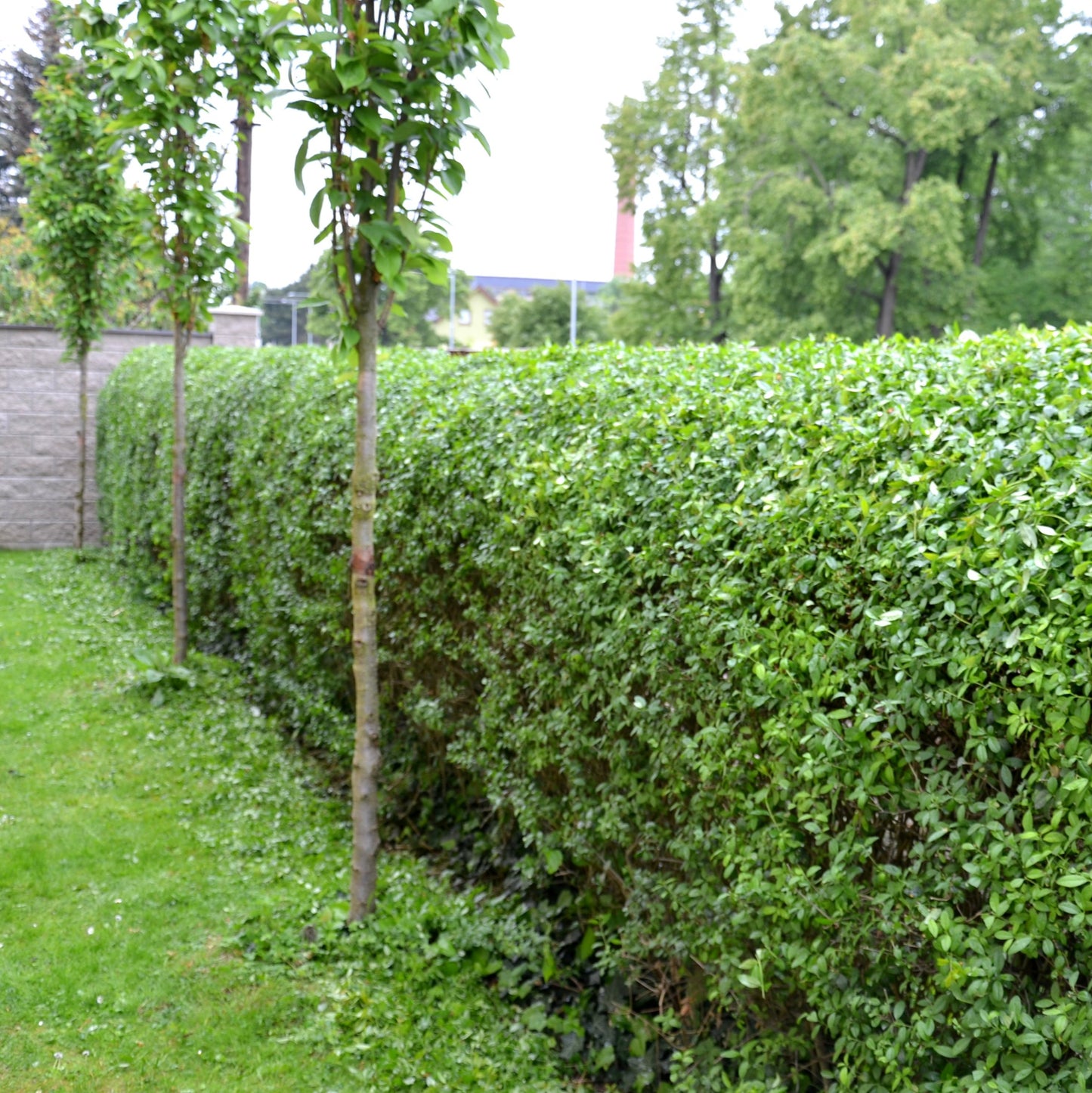 California Privet Hedge