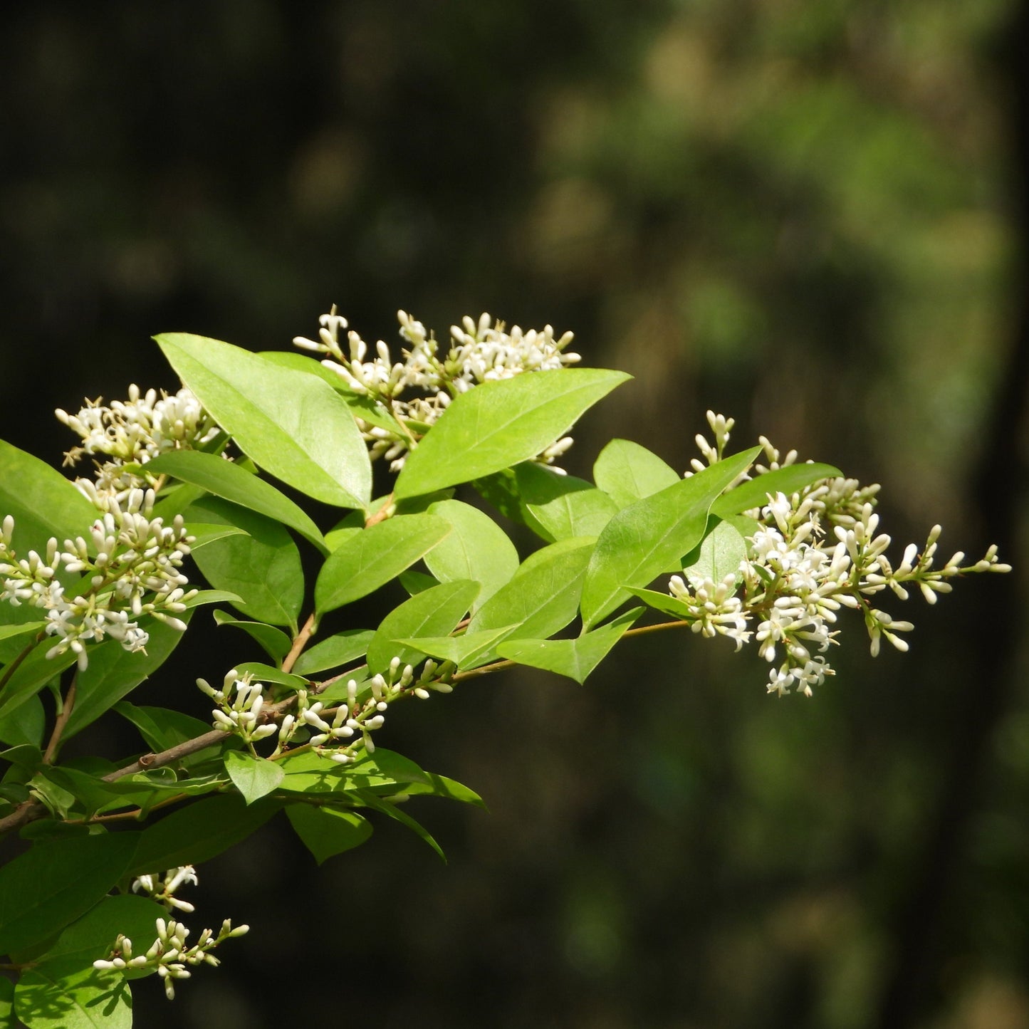 California Privet Hedge