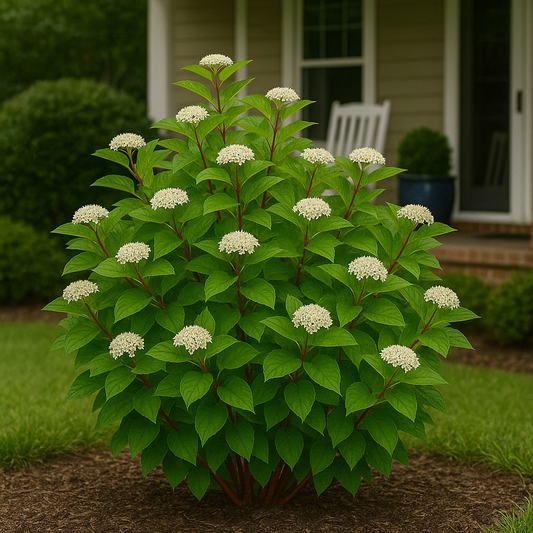 Cardinal Red Twig Dogwood Shrub